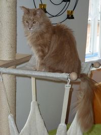 Cassy, die verwahrloste Maine Coon Katze ohne Z&auml;hne